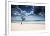 A Lone Tree on the Beach in Jericoacoara, Brazil-Alex Saberi-Framed Photographic Print