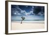 A Lone Tree on the Beach in Jericoacoara, Brazil-Alex Saberi-Framed Photographic Print