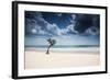 A Lone Tree on the Beach in Jericoacoara, Brazil-Alex Saberi-Framed Photographic Print