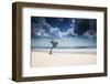 A Lone Tree on the Beach in Jericoacoara, Brazil-Alex Saberi-Framed Photographic Print