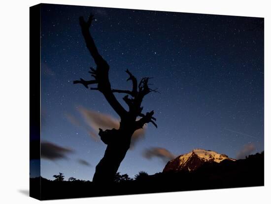 A Lone Tree Silhouetted at Night and the Torres Del Paine Mountains-Alex Saberi-Stretched Canvas