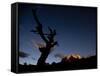 A Lone Tree Silhouetted at Night and the Torres Del Paine Mountains-Alex Saberi-Framed Stretched Canvas