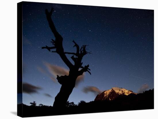 A Lone Tree Silhouetted at Night and the Torres Del Paine Mountains-Alex Saberi-Stretched Canvas