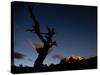 A Lone Tree Silhouetted at Night and the Torres Del Paine Mountains-Alex Saberi-Stretched Canvas