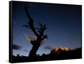 A Lone Tree Silhouetted at Night and the Torres Del Paine Mountains-Alex Saberi-Framed Stretched Canvas