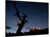 A Lone Tree Silhouetted at Night and the Torres Del Paine Mountains-Alex Saberi-Stretched Canvas