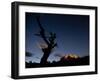 A Lone Tree Silhouetted at Night and the Torres Del Paine Mountains-Alex Saberi-Framed Photographic Print