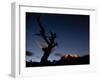 A Lone Tree Silhouetted at Night and the Torres Del Paine Mountains-Alex Saberi-Framed Photographic Print