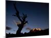 A Lone Tree Silhouetted at Night and the Torres Del Paine Mountains-Alex Saberi-Mounted Photographic Print