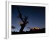 A Lone Tree Silhouetted at Night and the Torres Del Paine Mountains-Alex Saberi-Framed Photographic Print