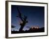 A Lone Tree Silhouetted at Night and the Torres Del Paine Mountains-Alex Saberi-Framed Photographic Print