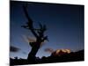 A Lone Tree Silhouetted at Night and the Torres Del Paine Mountains-Alex Saberi-Mounted Photographic Print