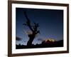 A Lone Tree Silhouetted at Night and the Torres Del Paine Mountains-Alex Saberi-Framed Photographic Print