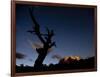 A Lone Tree Silhouetted at Night and the Torres Del Paine Mountains-Alex Saberi-Framed Photographic Print