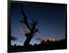 A Lone Tree Silhouetted at Night and the Torres Del Paine Mountains-Alex Saberi-Framed Photographic Print