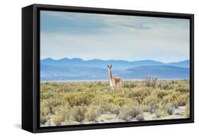 A Lone Vicuna Near Salar De Uyuni-Alex Saberi-Framed Stretched Canvas