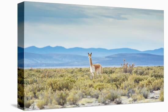 A Lone Vicuna Near Salar De Uyuni-Alex Saberi-Stretched Canvas