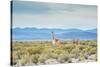 A Lone Vicuna Near Salar De Uyuni-Alex Saberi-Stretched Canvas