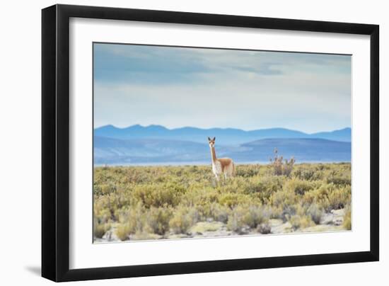 A Lone Vicuna Near Salar De Uyuni-Alex Saberi-Framed Premium Photographic Print