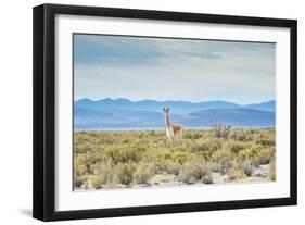 A Lone Vicuna Near Salar De Uyuni-Alex Saberi-Framed Premium Photographic Print