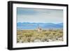 A Lone Vicuna Near Salar De Uyuni-Alex Saberi-Framed Photographic Print