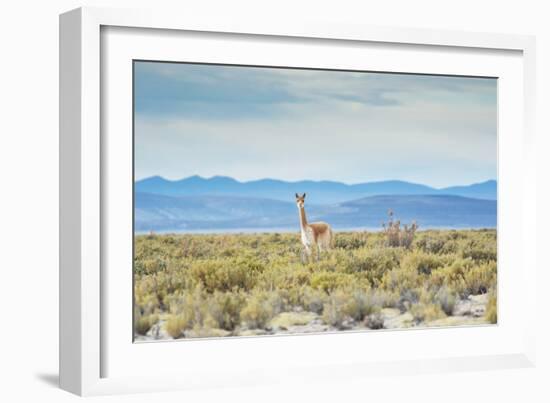 A Lone Vicuna Near Salar De Uyuni-Alex Saberi-Framed Photographic Print