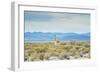 A Lone Vicuna Near Salar De Uyuni-Alex Saberi-Framed Photographic Print