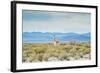 A Lone Vicuna Near Salar De Uyuni-Alex Saberi-Framed Photographic Print