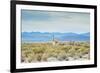 A Lone Vicuna Near Salar De Uyuni-Alex Saberi-Framed Photographic Print