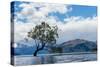 A lonely tree is silhouetted in a lake in the mountains, Wanaka, Otago, South Island, New Zealand-Logan Brown-Stretched Canvas