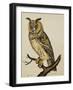 A Long-Eared Owl (Strix Otus)-Christopher Atkinson-Framed Giclee Print