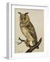 A Long-Eared Owl (Strix Otus)-Christopher Atkinson-Framed Giclee Print