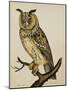 A Long-Eared Owl (Strix Otus)-Christopher Atkinson-Mounted Giclee Print