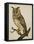 A Long-Eared Owl (Strix Otus)-Christopher Atkinson-Framed Stretched Canvas