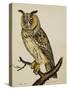 A Long-Eared Owl (Strix Otus)-Christopher Atkinson-Stretched Canvas