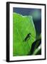 A Long-Legged Fly (Neurigona Quadrifasciata) Silhouetted Against an Ivy Leaf (Hedera Helix) UK-Nick Upton-Framed Premium Photographic Print