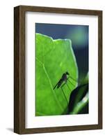 A Long-Legged Fly (Neurigona Quadrifasciata) Silhouetted Against an Ivy Leaf (Hedera Helix) UK-Nick Upton-Framed Photographic Print