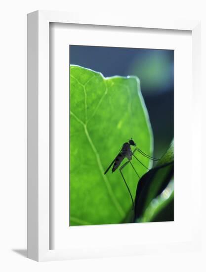 A Long-Legged Fly (Neurigona Quadrifasciata) Silhouetted Against an Ivy Leaf (Hedera Helix) UK-Nick Upton-Framed Photographic Print