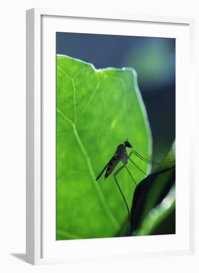 A Long-Legged Fly (Neurigona Quadrifasciata) Silhouetted Against an Ivy Leaf (Hedera Helix) UK-Nick Upton-Framed Photographic Print