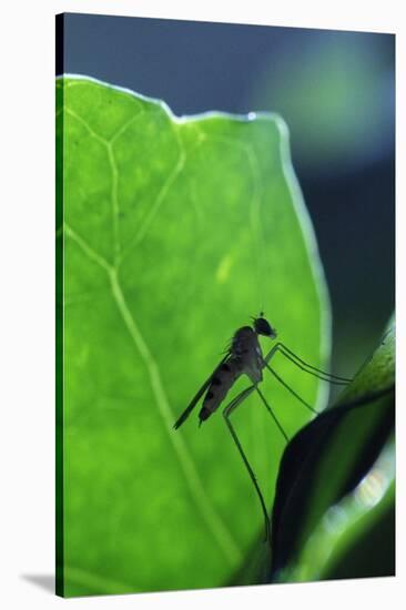 A Long-Legged Fly (Neurigona Quadrifasciata) Silhouetted Against an Ivy Leaf (Hedera Helix) UK-Nick Upton-Stretched Canvas