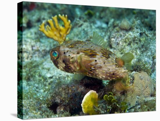 A Long-Spined Porcupinefish, Key Largo, Florida-Stocktrek Images-Stretched Canvas