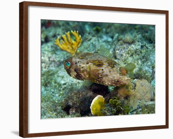 A Long-Spined Porcupinefish, Key Largo, Florida-Stocktrek Images-Framed Photographic Print