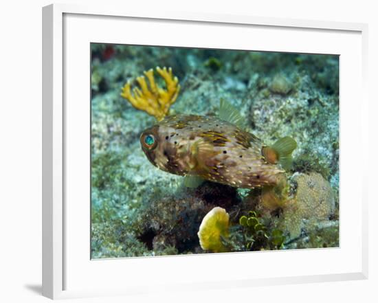 A Long-Spined Porcupinefish, Key Largo, Florida-Stocktrek Images-Framed Photographic Print