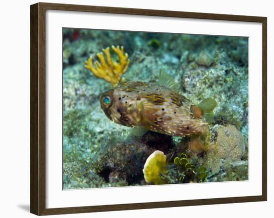 A Long-Spined Porcupinefish, Key Largo, Florida-Stocktrek Images-Framed Photographic Print