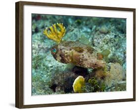 A Long-Spined Porcupinefish, Key Largo, Florida-Stocktrek Images-Framed Photographic Print