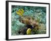 A Long-Spined Porcupinefish, Key Largo, Florida-Stocktrek Images-Framed Photographic Print