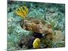 A Long-Spined Porcupinefish, Key Largo, Florida-Stocktrek Images-Mounted Photographic Print