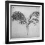 'A Long-Stemmed Plant, c1480 (1945)-Leonardo Da Vinci-Framed Giclee Print