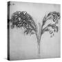 'A Long-Stemmed Plant, c1480 (1945)-Leonardo Da Vinci-Stretched Canvas