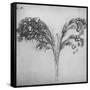 'A Long-Stemmed Plant, c1480 (1945)-Leonardo Da Vinci-Framed Stretched Canvas